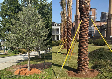Tree Planting Services -  New Orleans 