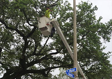 tree pruning services in New Orleans