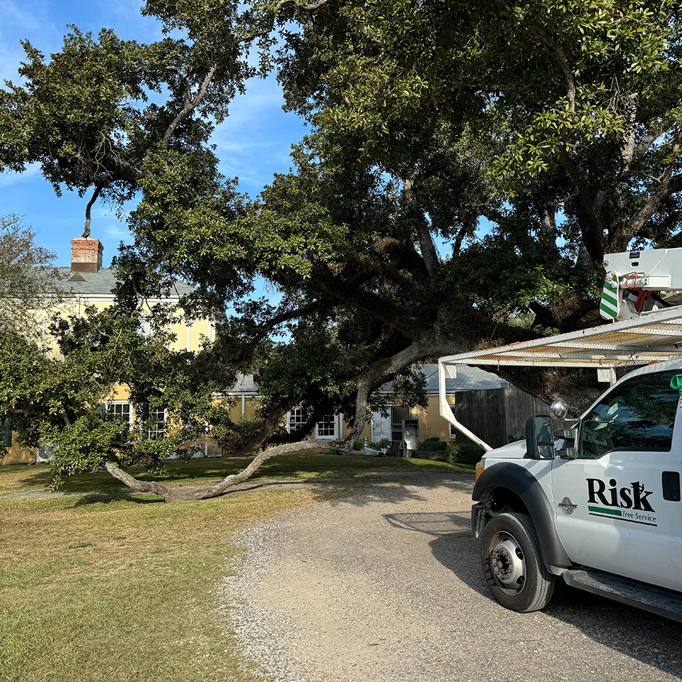 Risk Tree Service Team Trimming Trees -  New Orleans