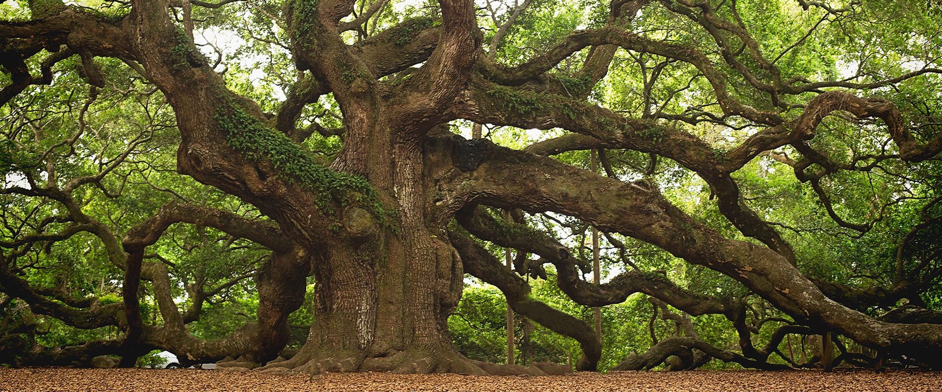 Big Tree -  New Orleans