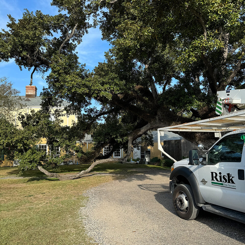 Risk Tree Service commercial tree project